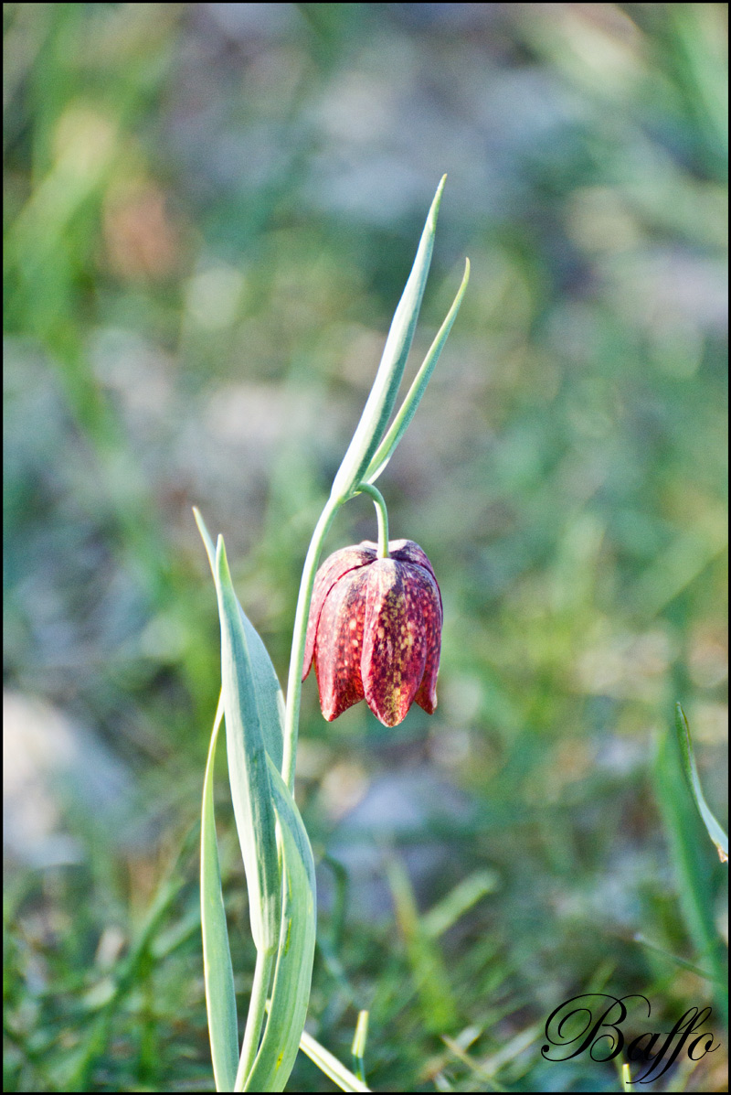 Fritillaria montana Hoppe Ex Koch - Padriciano (TS), 200 m.